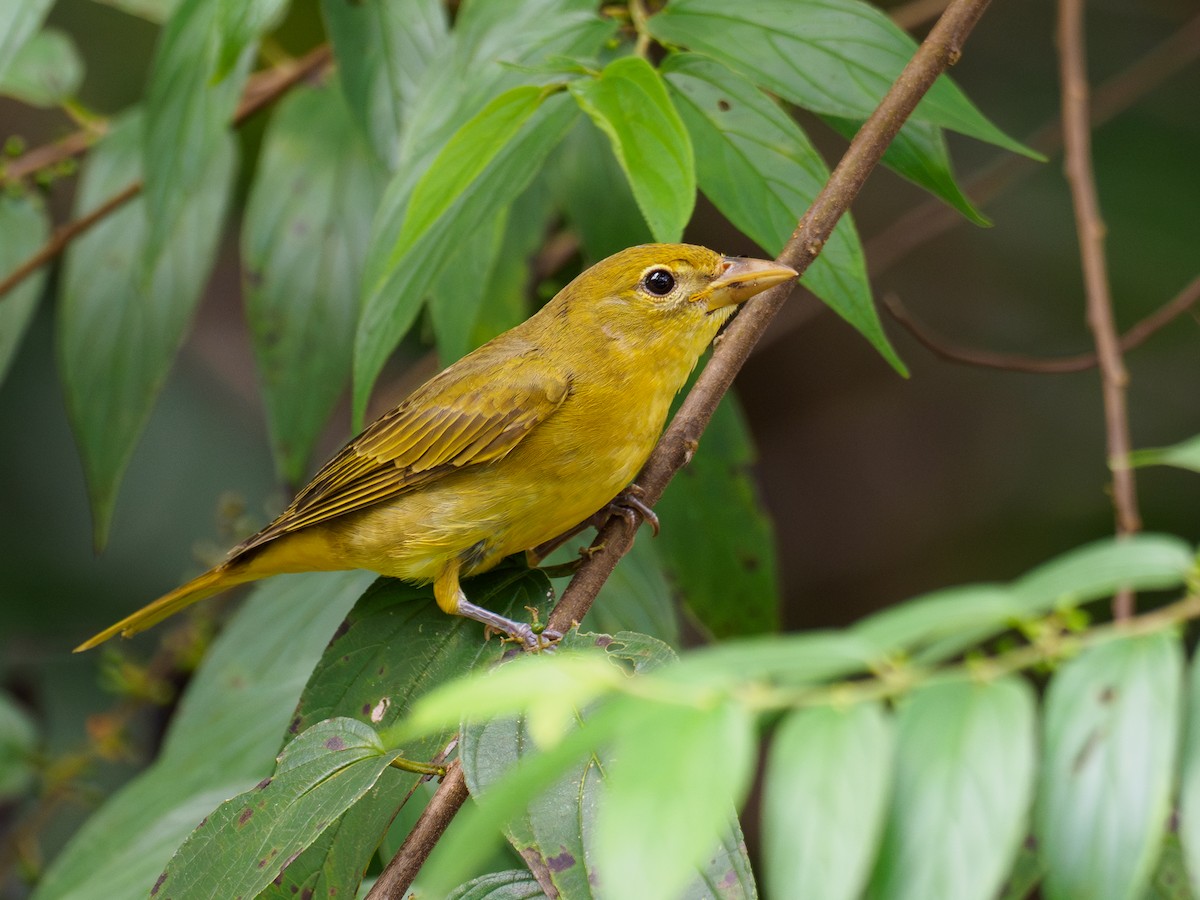 Алая пиранга - ML646120392