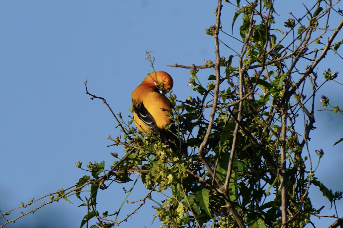 Золотистый трупиал - ML646120393