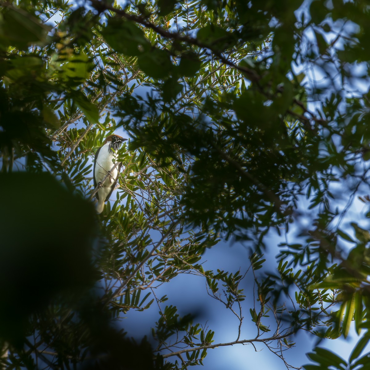 Бородатый звонарь - ML646120394