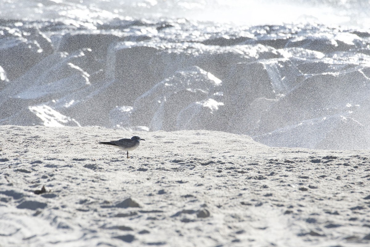 Делавэрская чайка - ML646120395