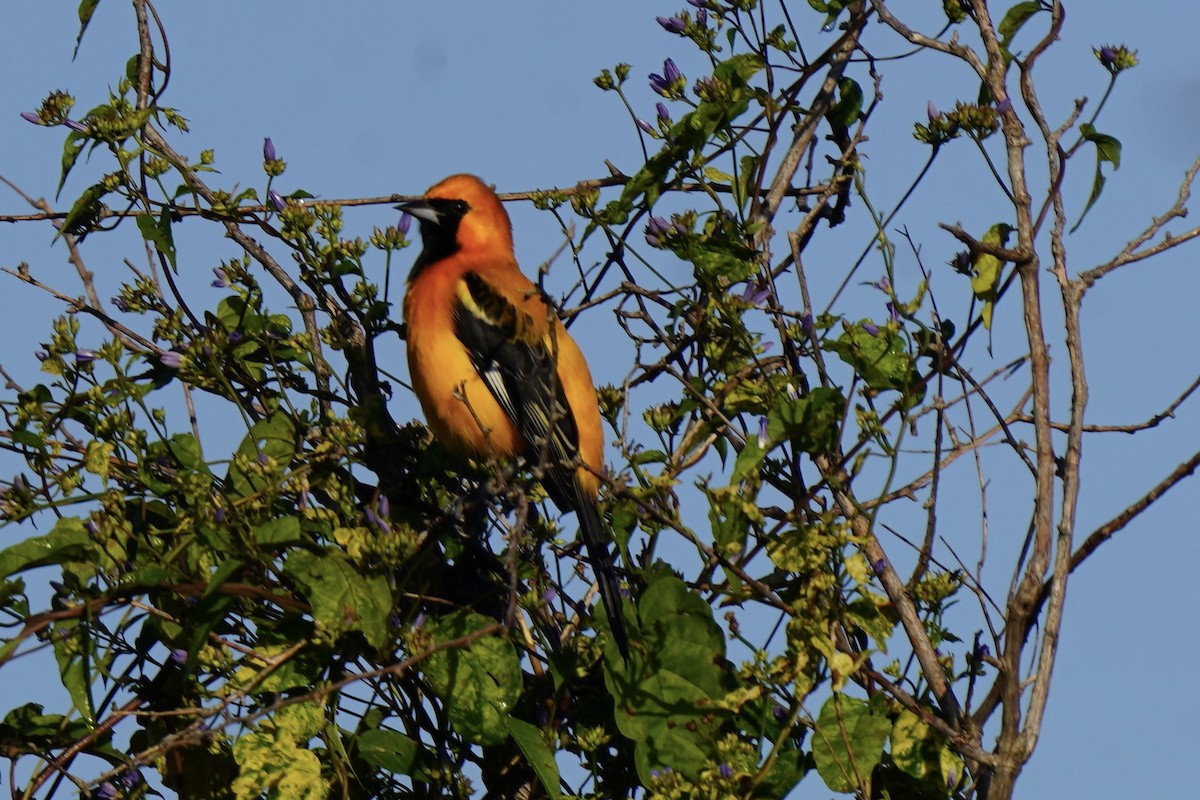 Золотистый трупиал - ML646120396