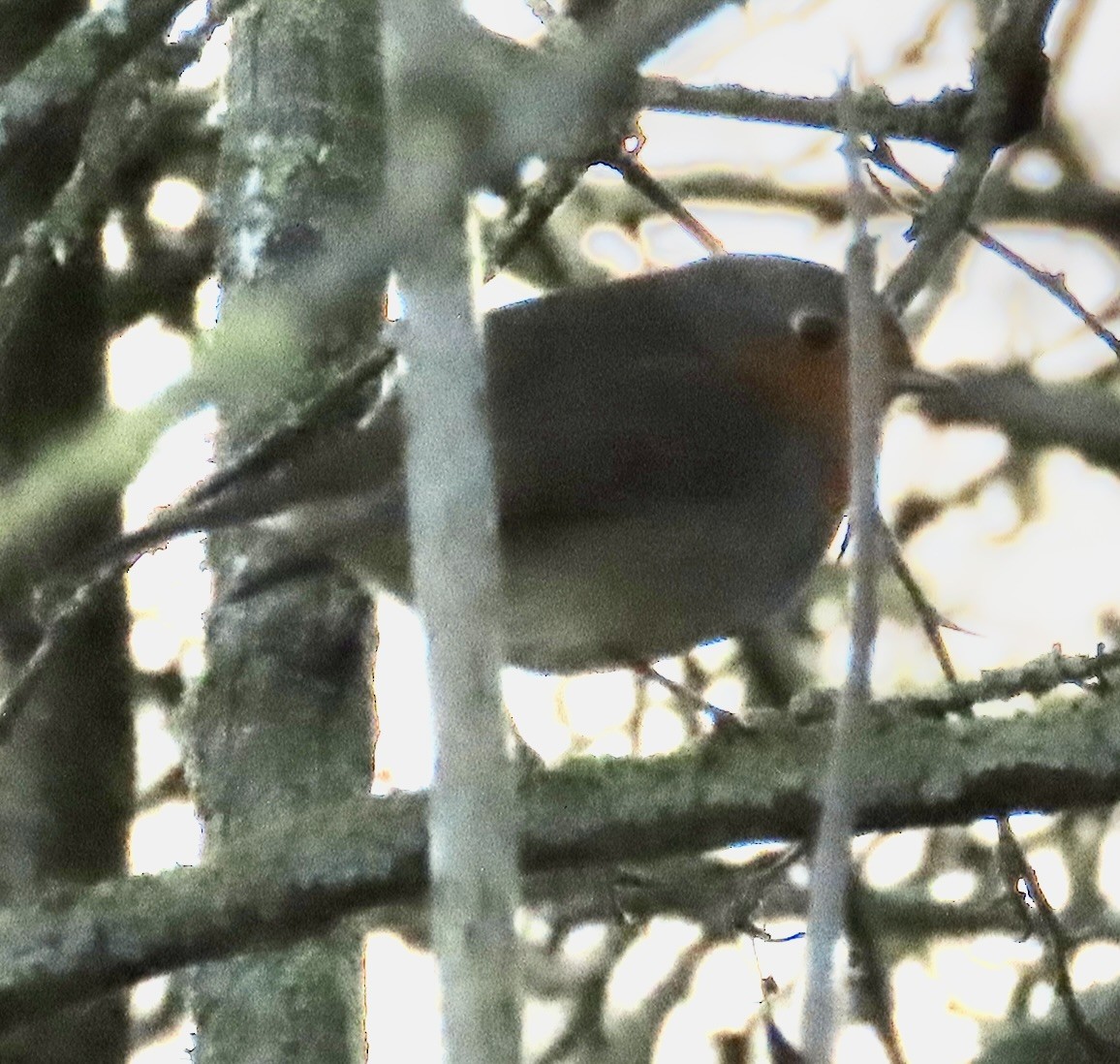 Зарянка - ML646120397