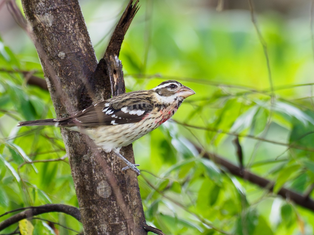 Rose-breasted Grosbeak - ML646120398