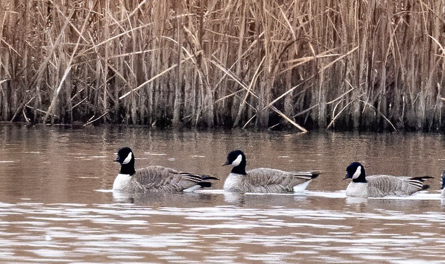 Малая канадская казарка - ML646120399