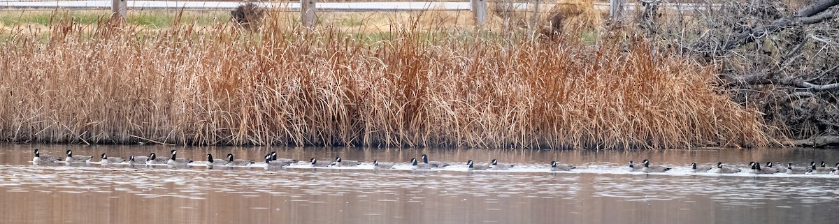 Малая канадская казарка - ML646120401