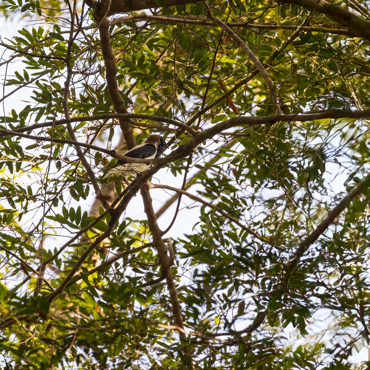 Bearded Bellbird - ML646120402