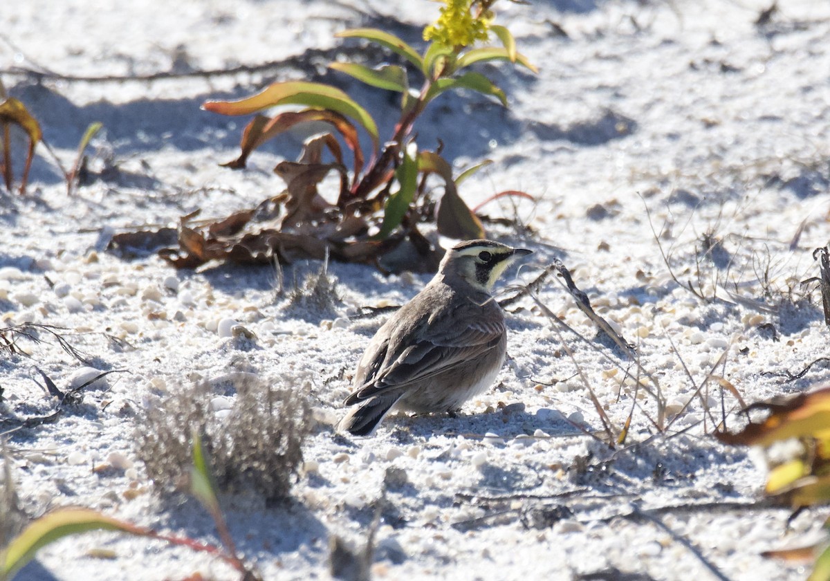 Horned Lark - ML646120407