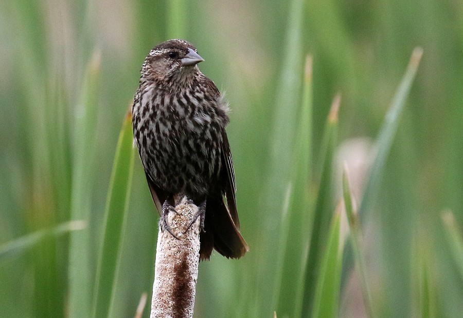 Red-winged Blackbird - ML64612041