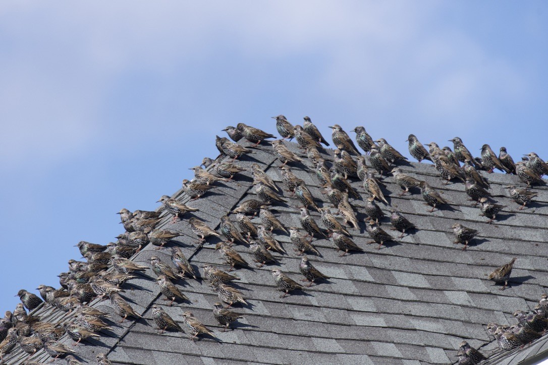 European Starling - ML646120411