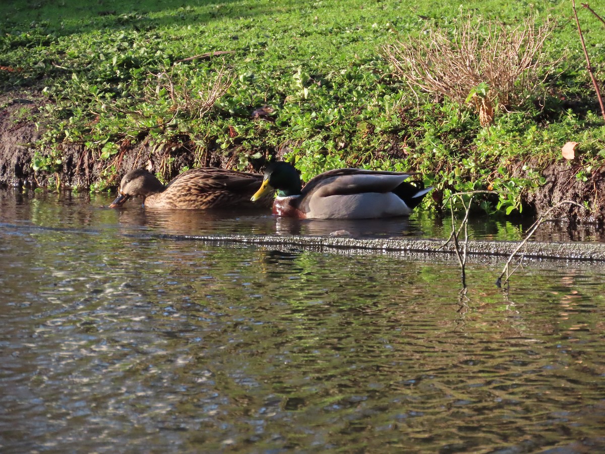 Mallard - ML646120412