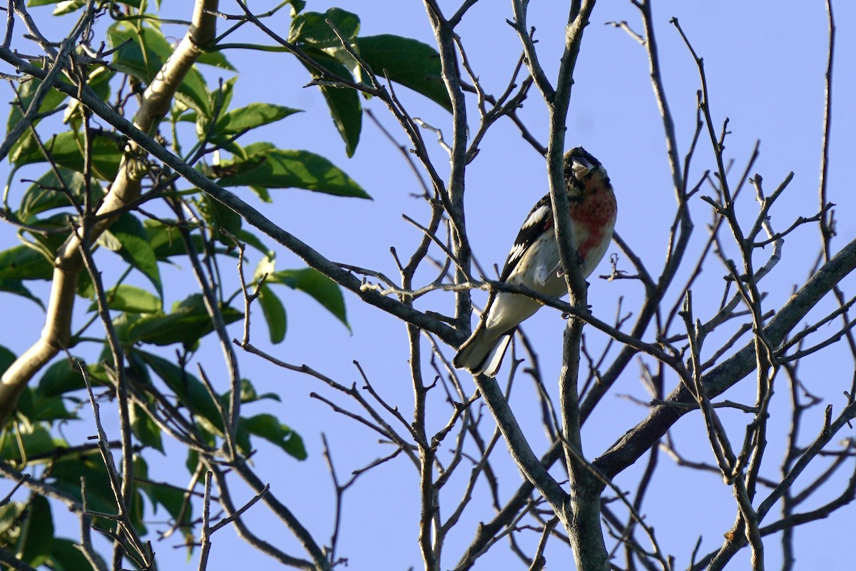 Rose-breasted Grosbeak - ML646120413