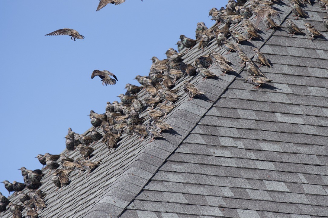 European Starling - ML646120414