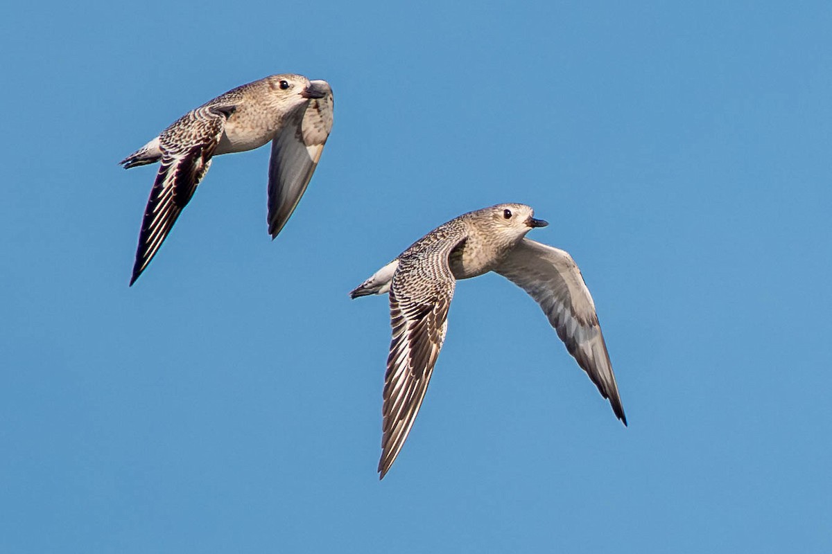 Chorlito Gris - ML646120415