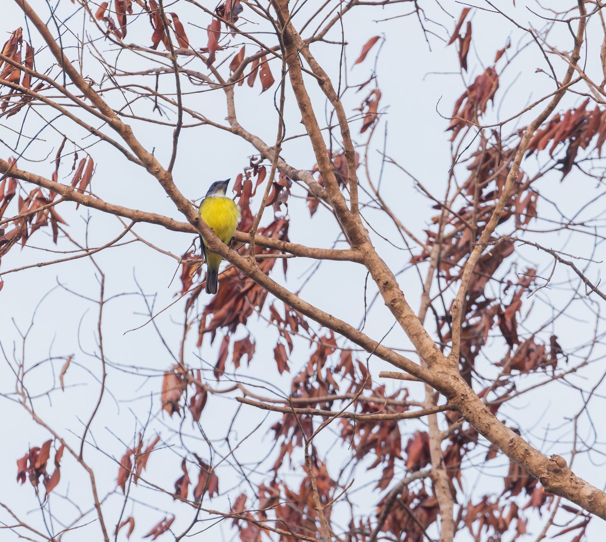 Sulphury Flycatcher - ML646120417