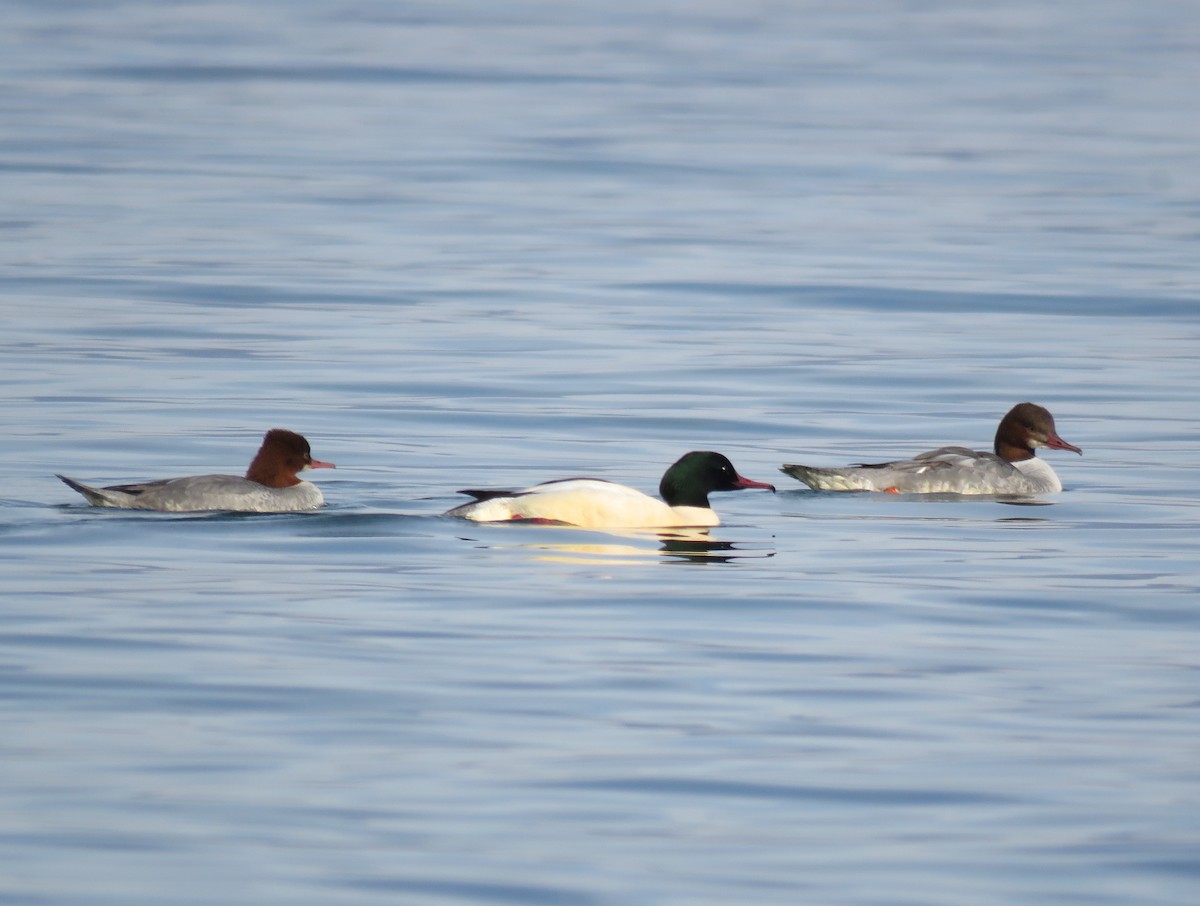 川秋沙 - ML646120418