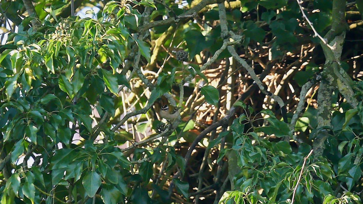 králíček ohnivý - ML646120419