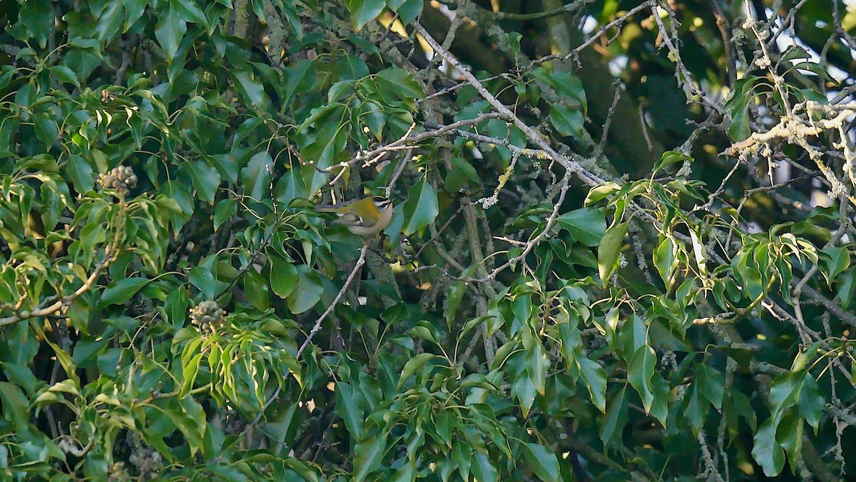 králíček ohnivý - ML646120420