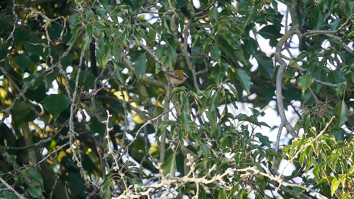 králíček ohnivý - ML646120421