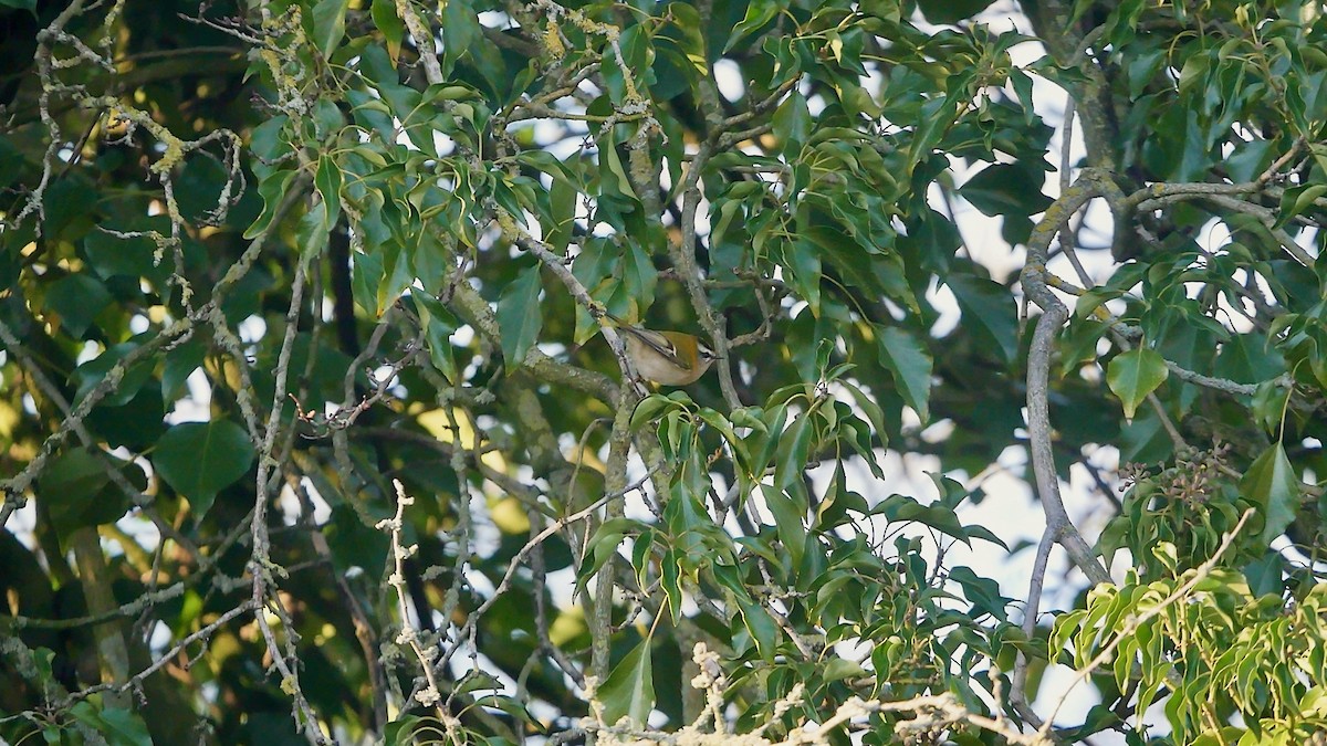 králíček ohnivý - ML646120422