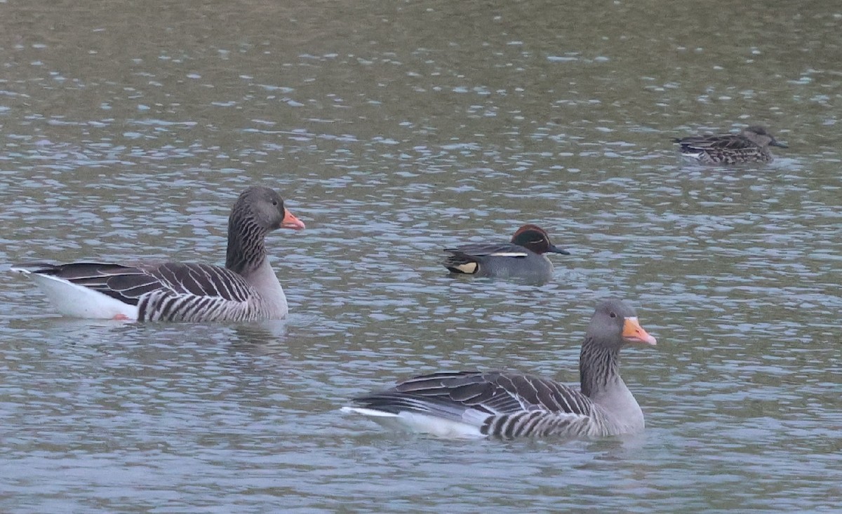 čírka obecná - ML646120423