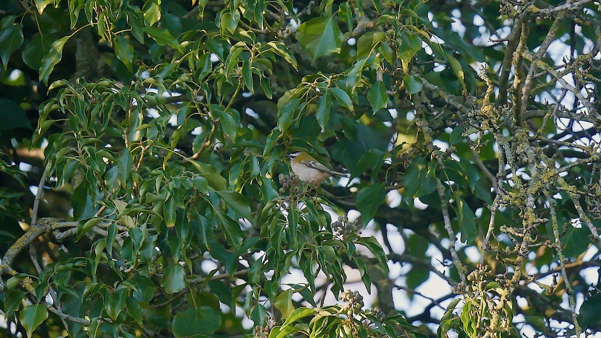 králíček ohnivý - ML646120424