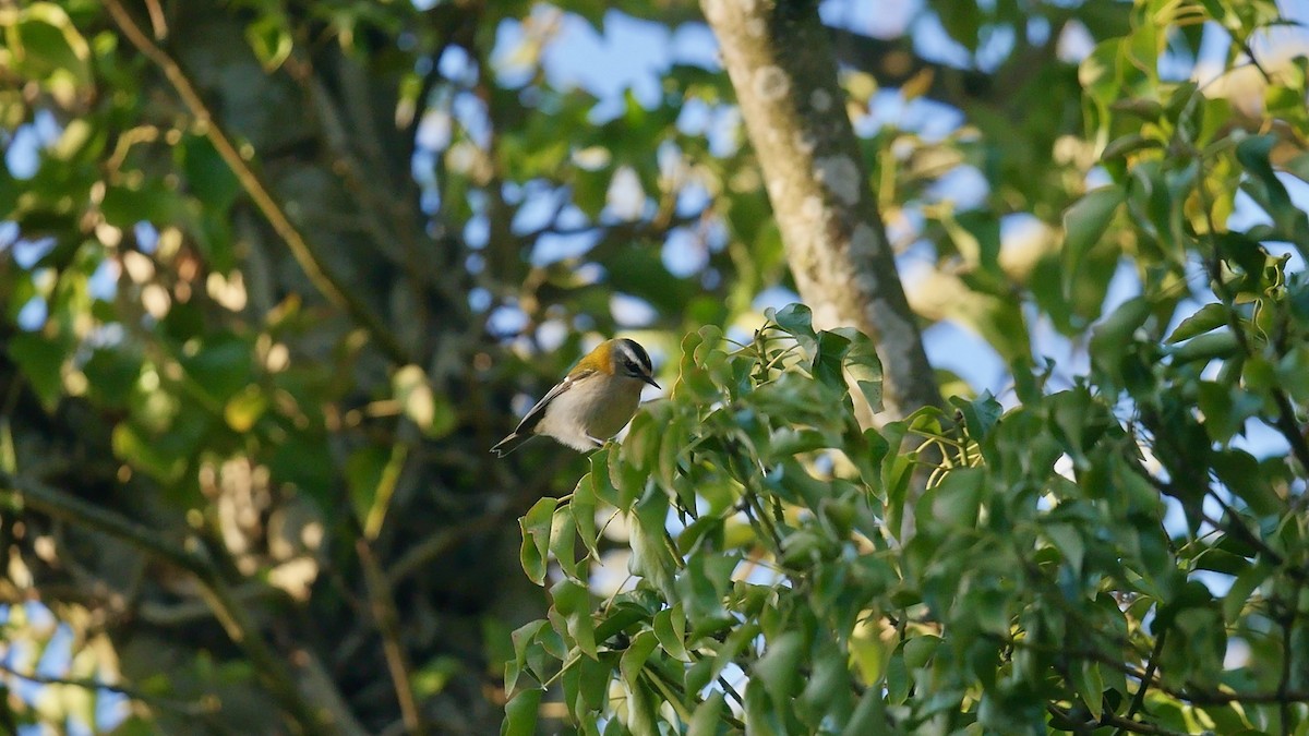 králíček ohnivý - ML646120425