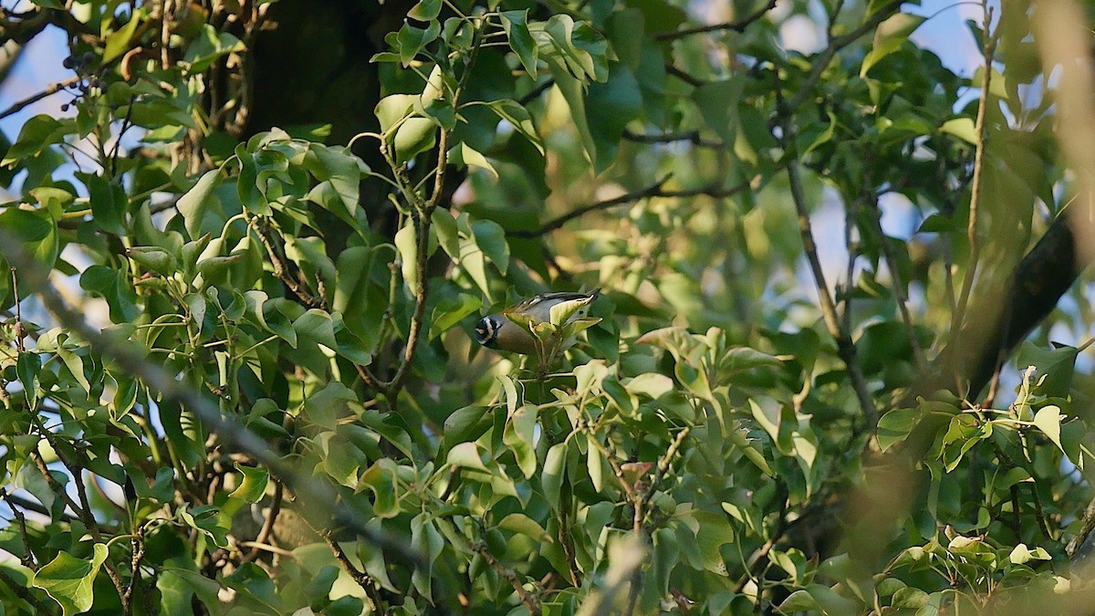 králíček ohnivý - ML646120426