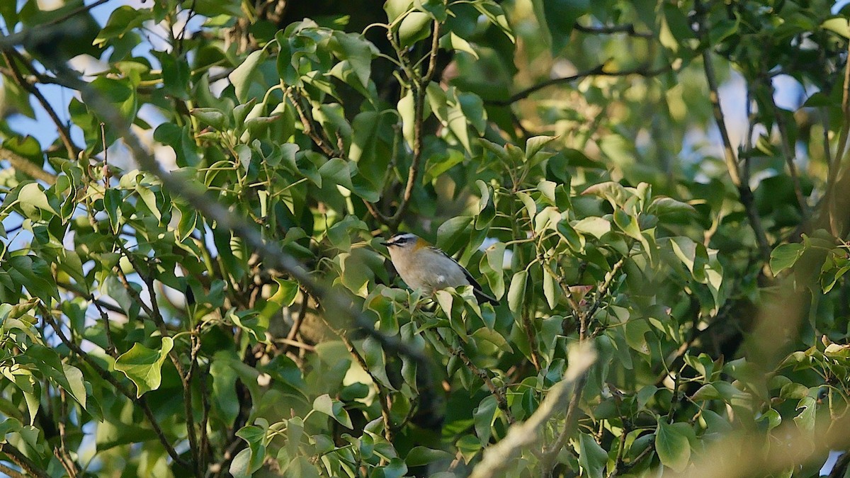 králíček ohnivý - ML646120427