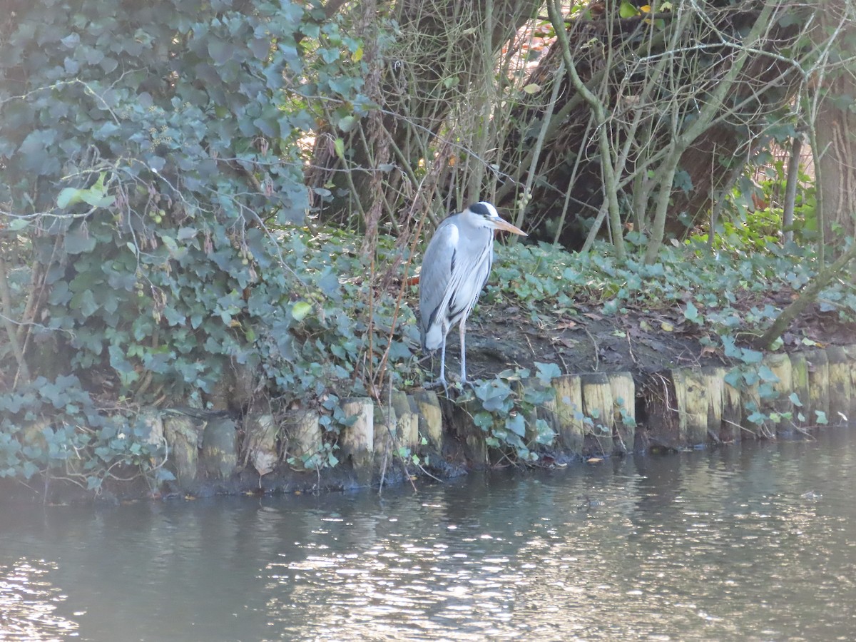 Gray Heron - ML646120428
