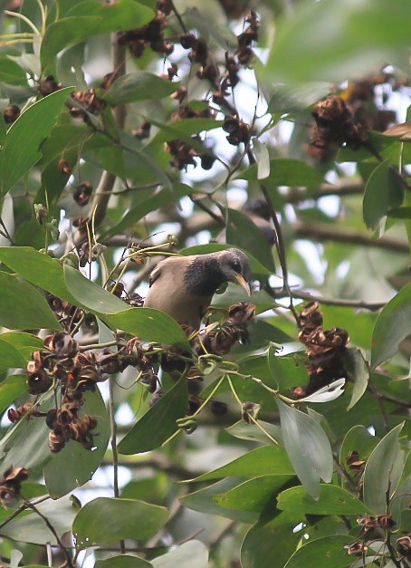 Rosy Starling - ML646120429