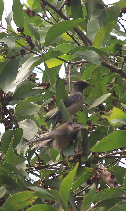 Rosy Starling - ML646120430