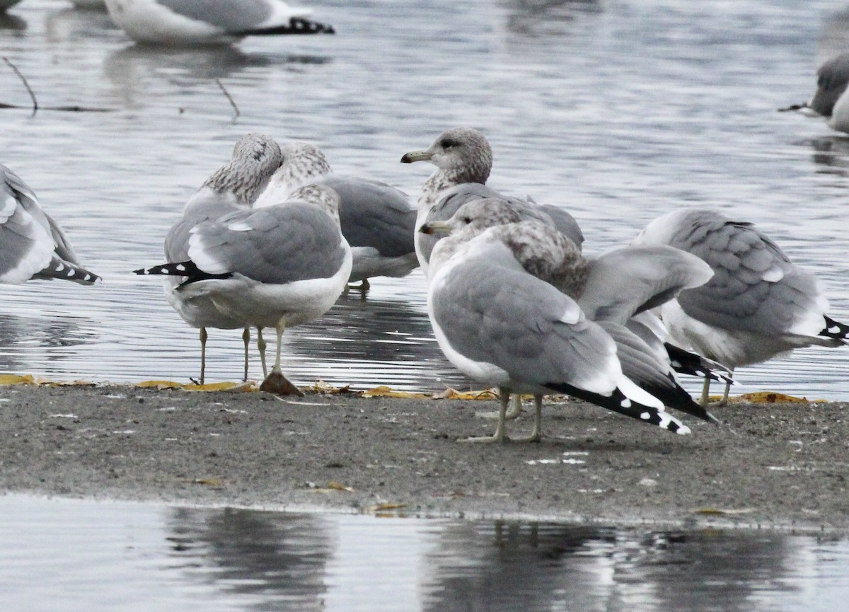 California Gull - ML646120432