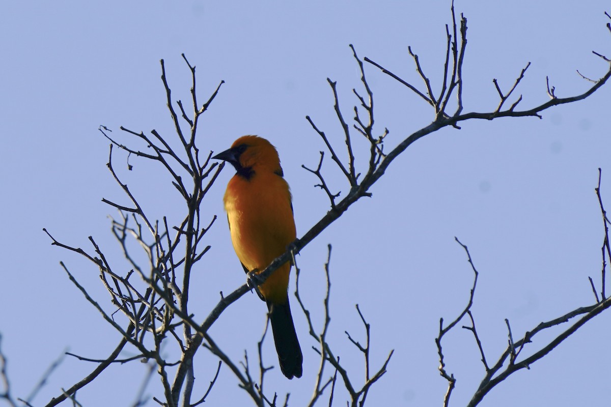 Altamira Oriole - ML646120436