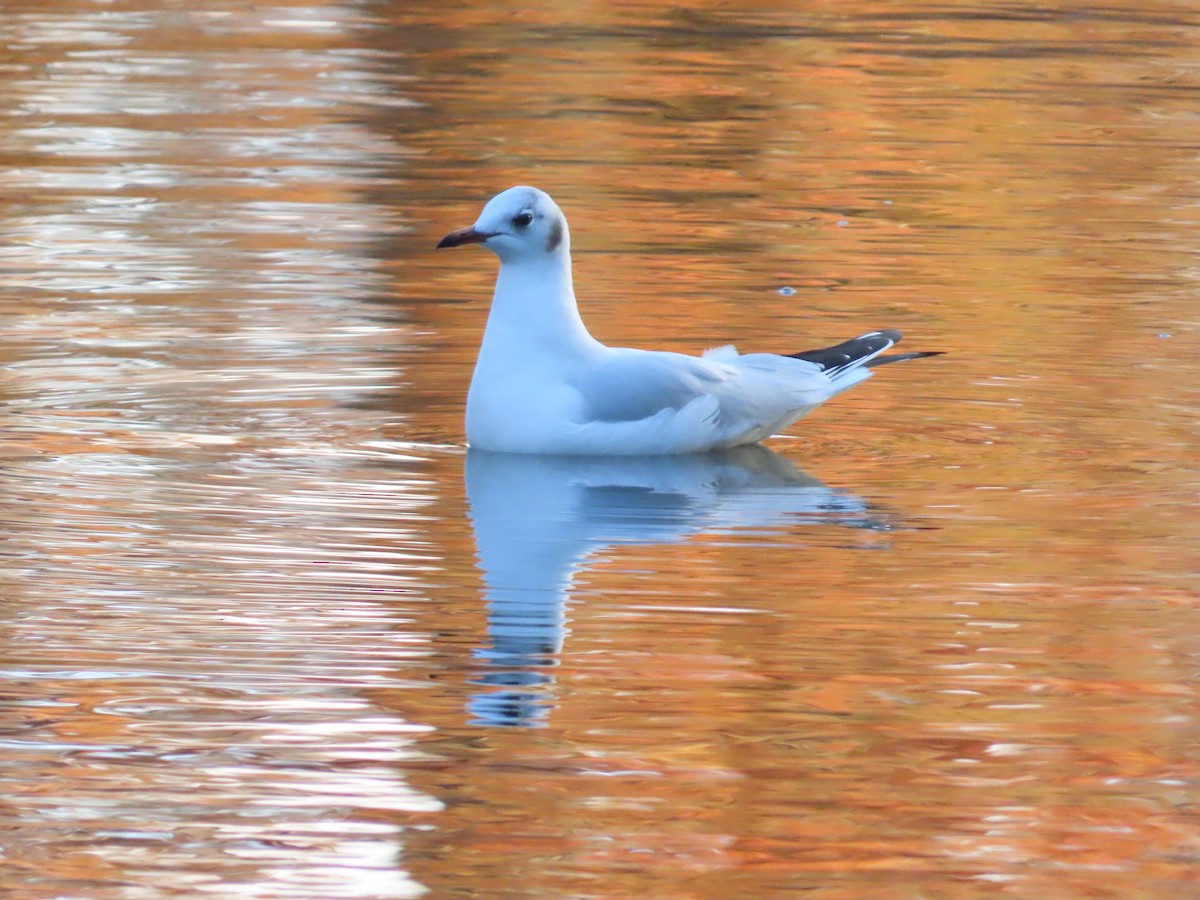 Black-headed Gull - ML646120441