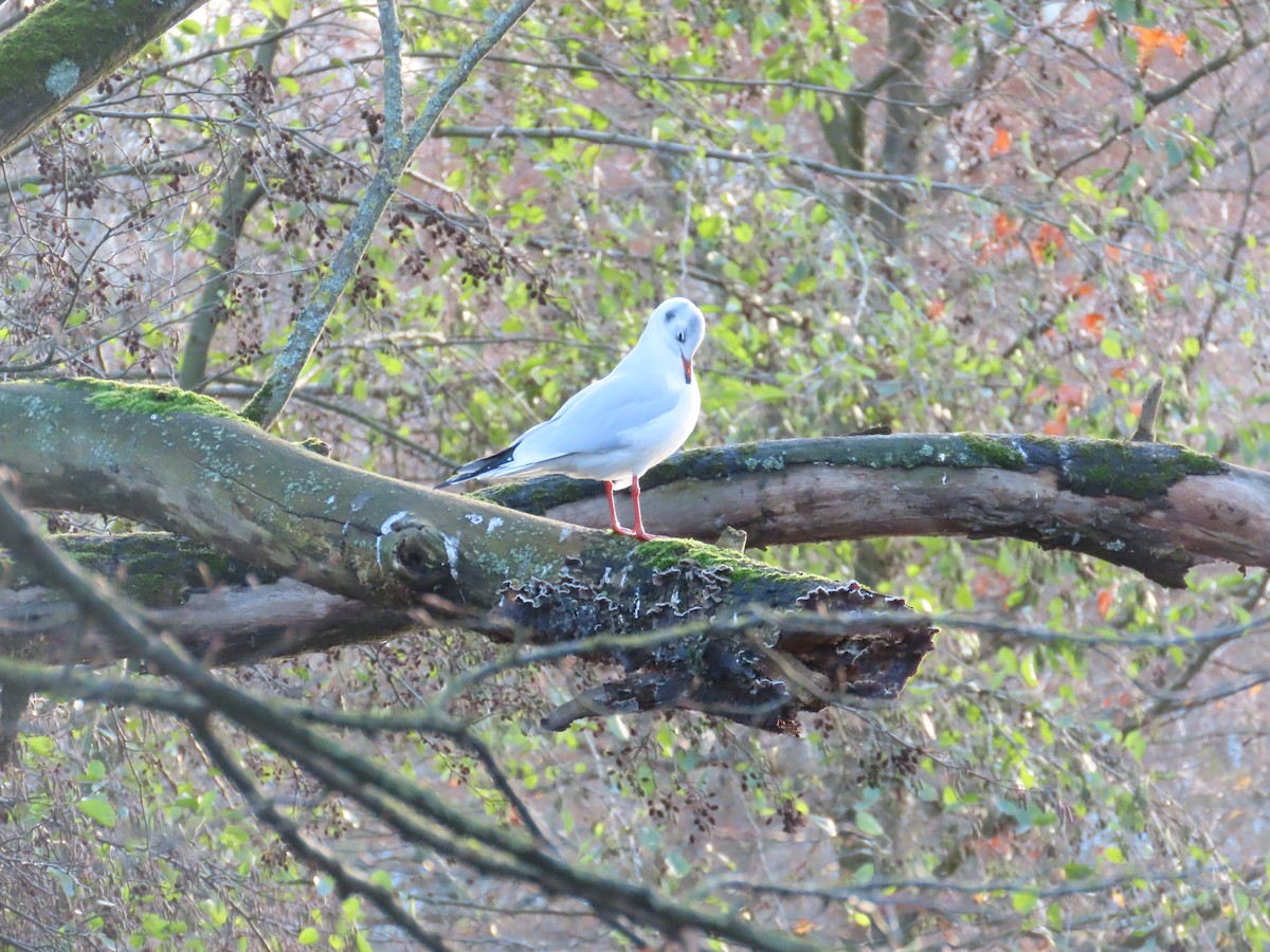 Black-headed Gull - ML646120442