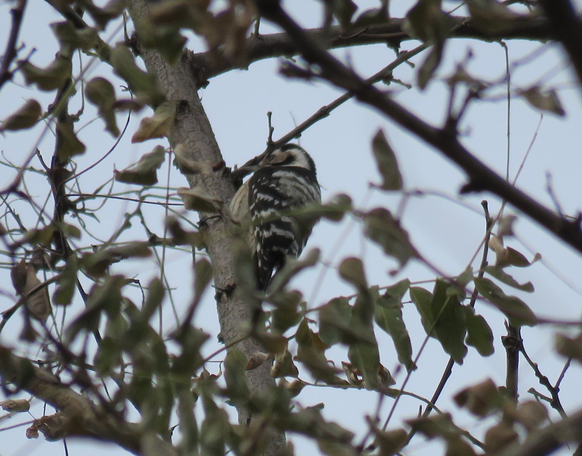 Lesser Spotted Woodpecker - ML646120451
