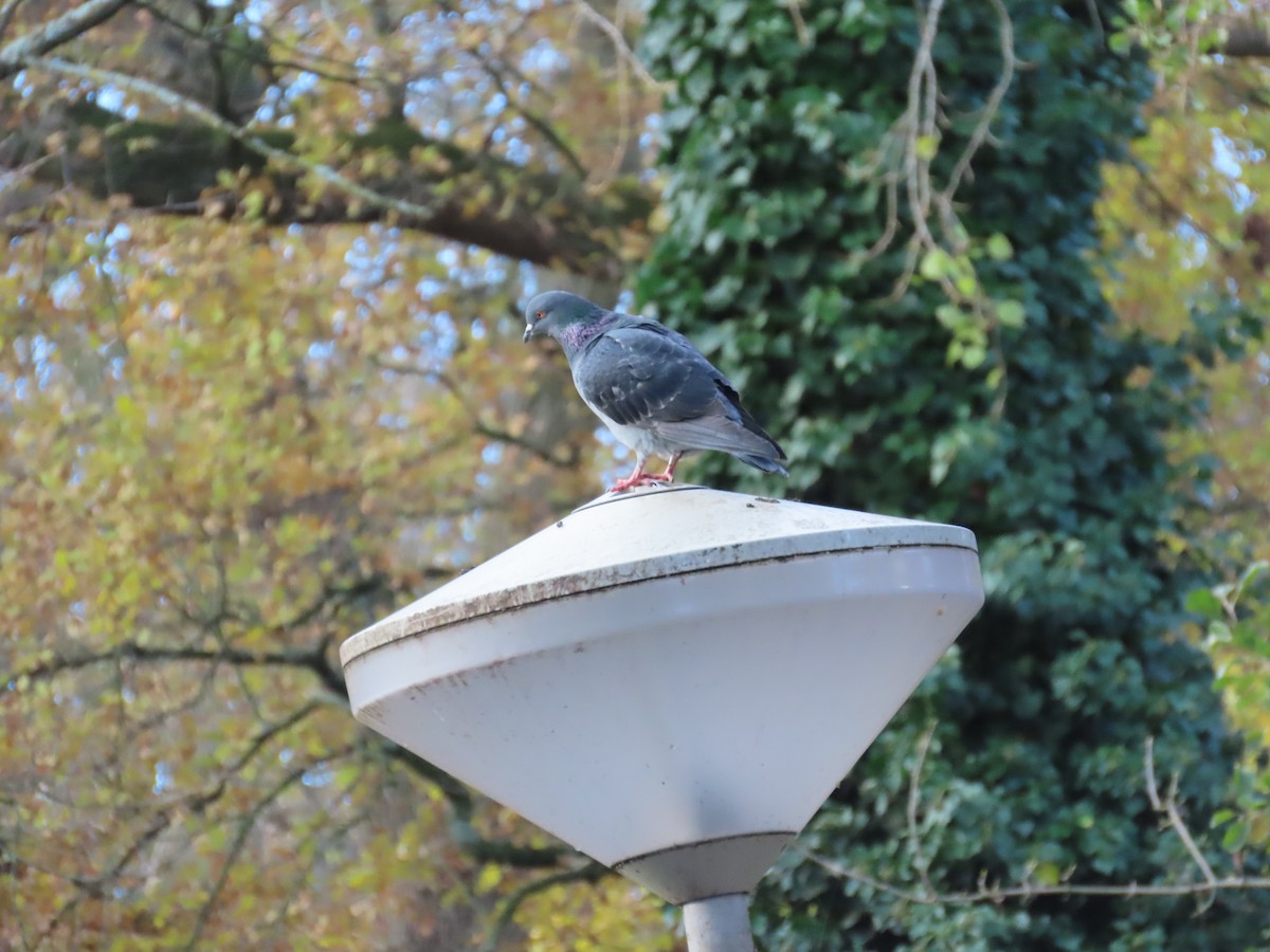 Rock Pigeon (Feral Pigeon) - ML646120452