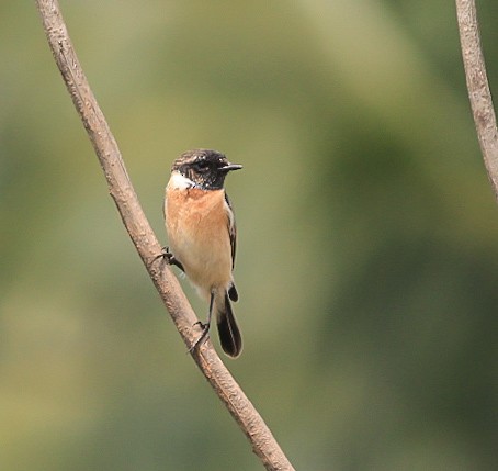 Pallasschwarzkehlchen [maurus-Gruppe] - ML646120453