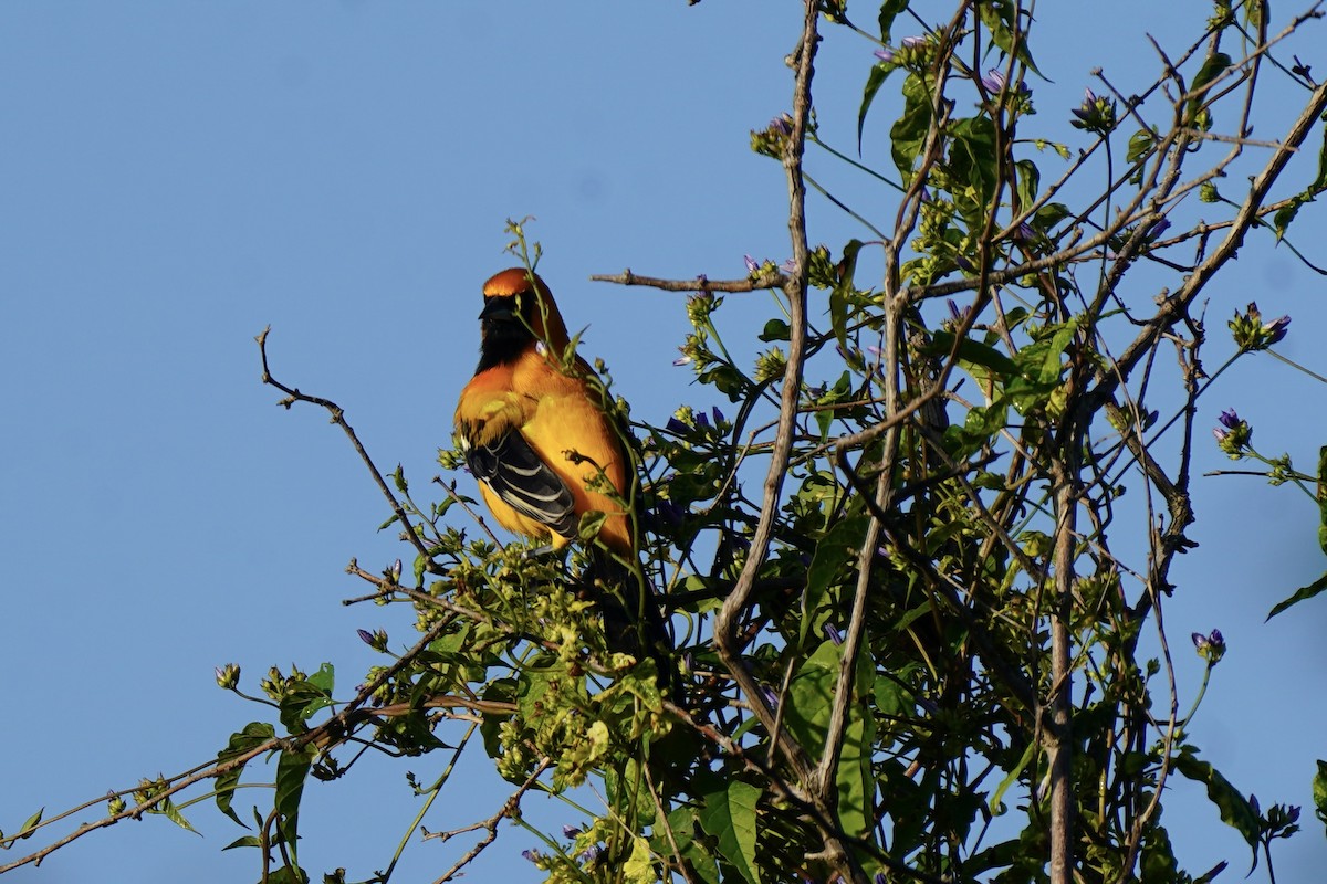 Orange Oriole - ML646120454