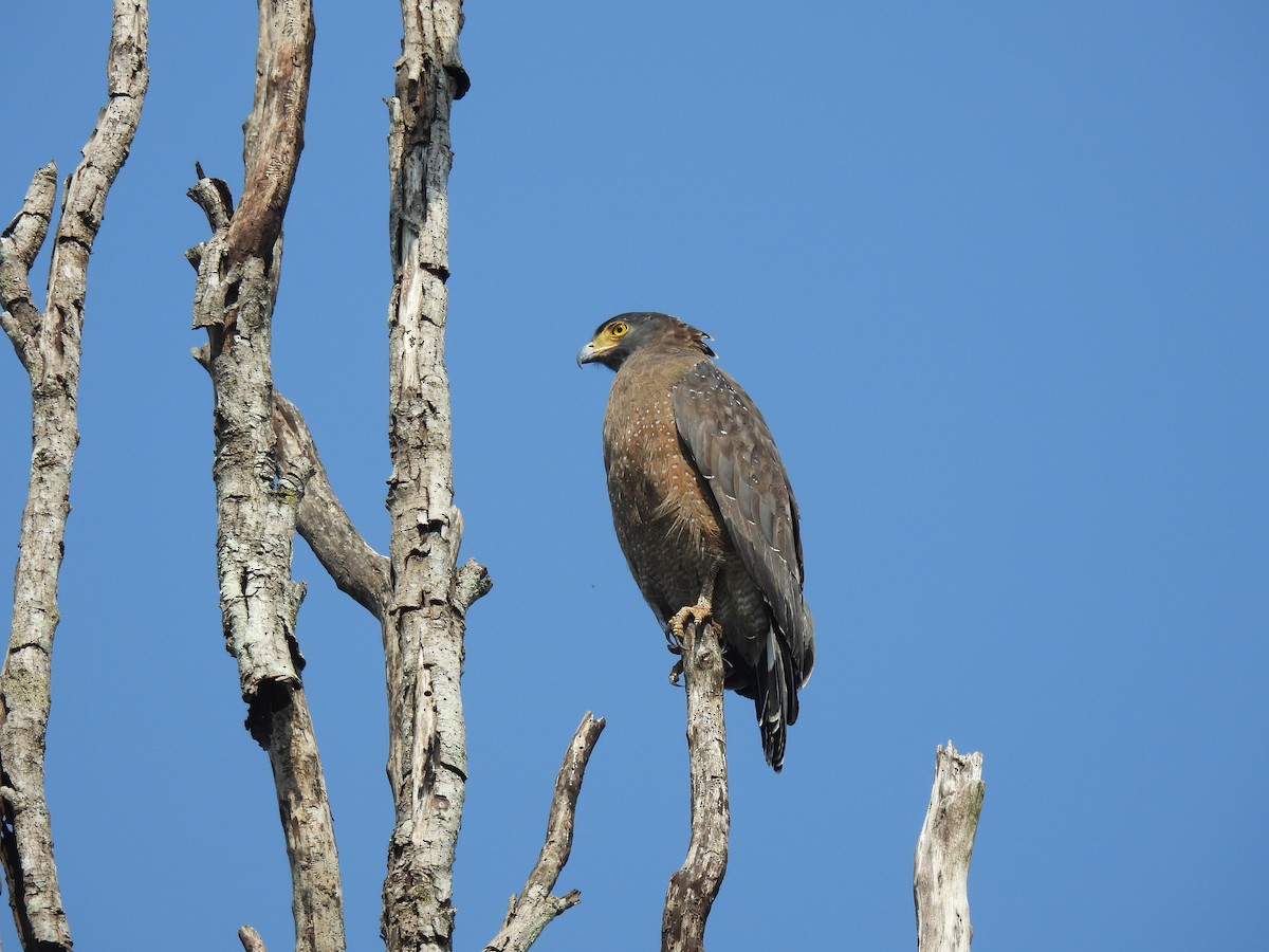 Culebrera Chiíla - ML646120455