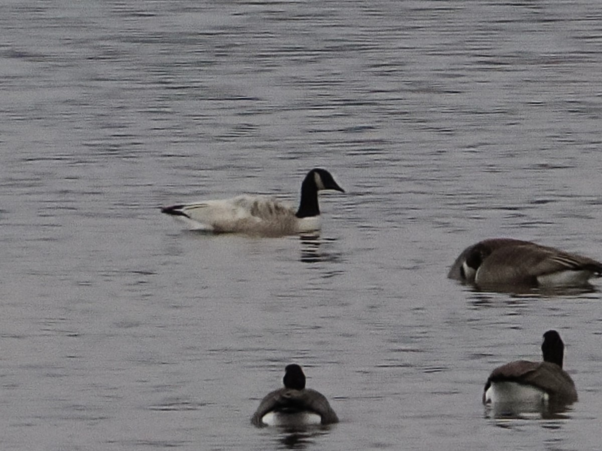 berneška velká - ML646120465