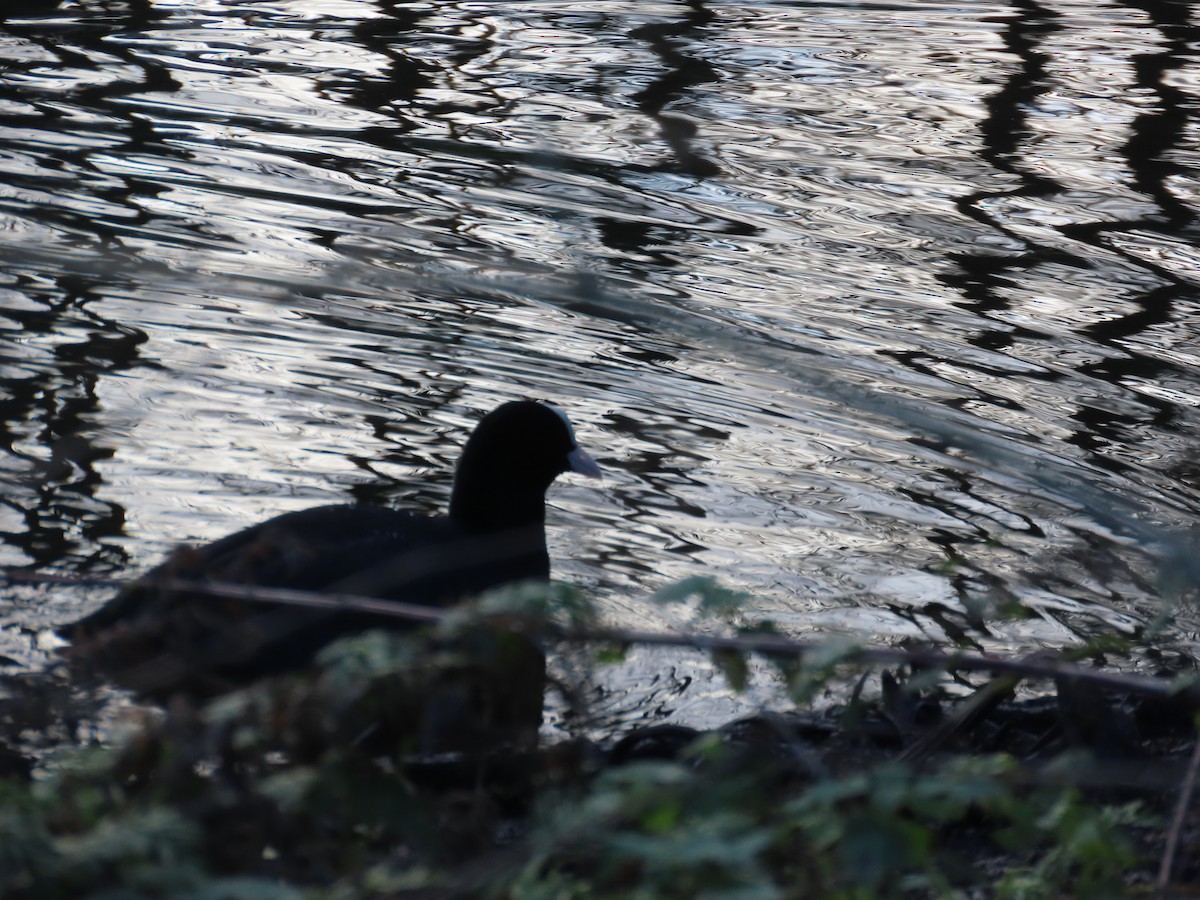 Eurasian Coot - ML646120475