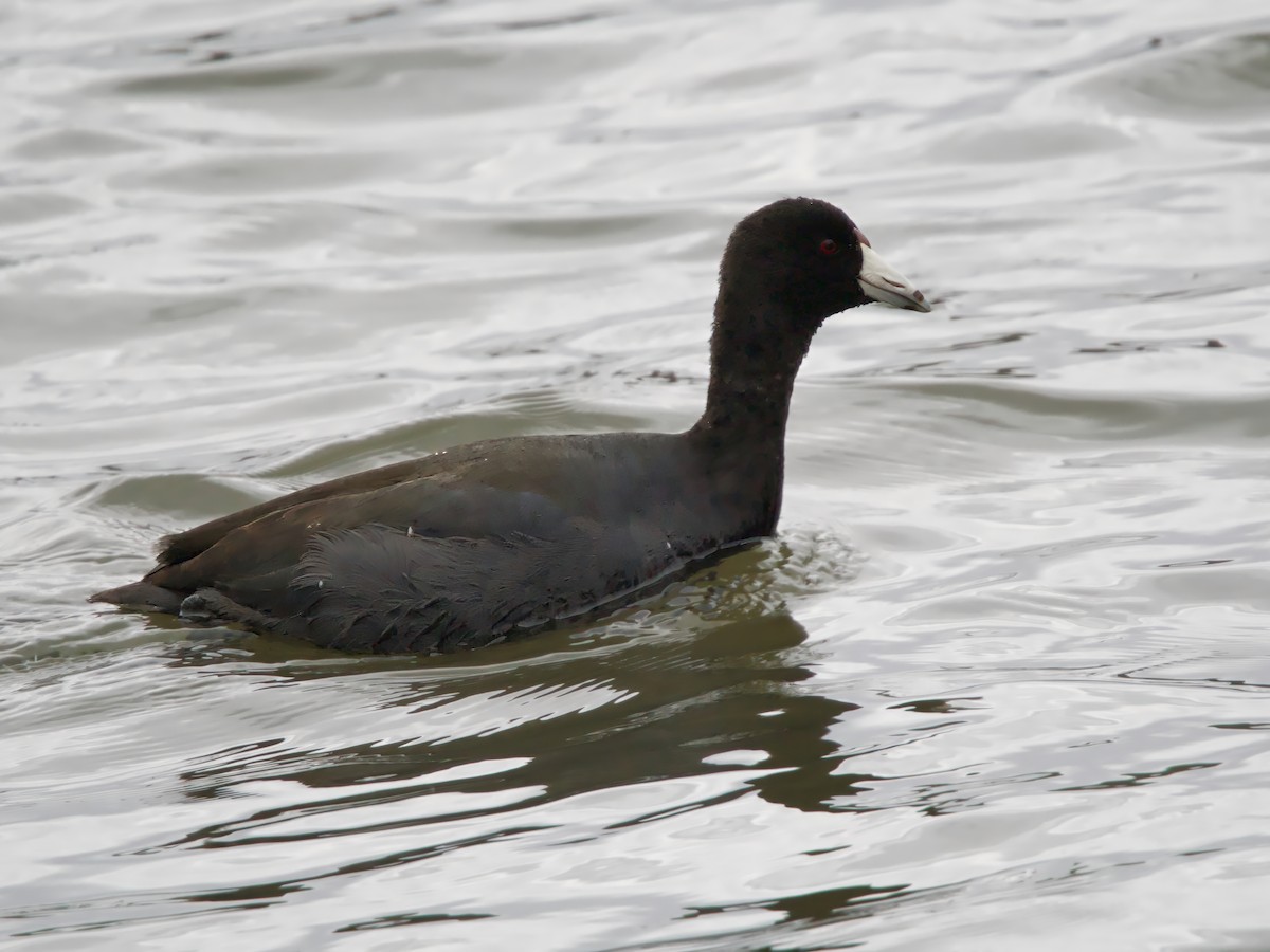 Foulque d'Amérique - ML646120480
