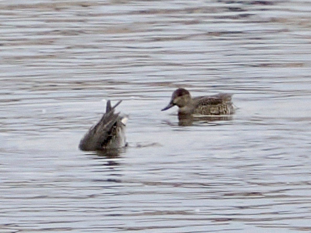 čírka obecná - ML646120481