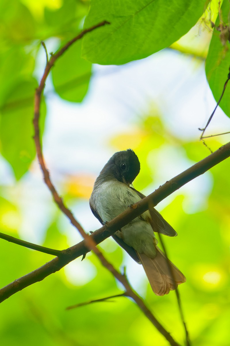 Black Paradise-Flycatcher - ML646120488