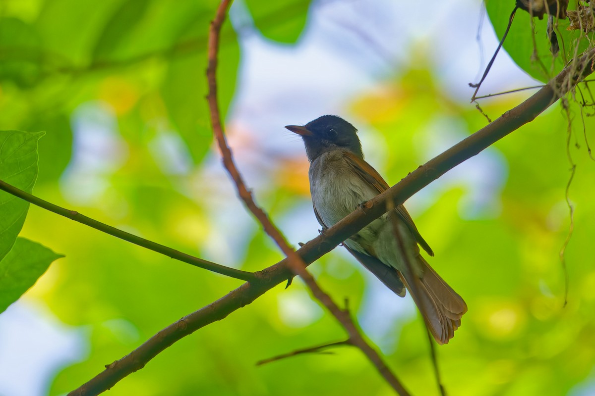 Black Paradise-Flycatcher - ML646120489