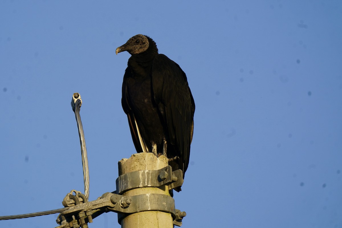 Black Vulture - ML646120492