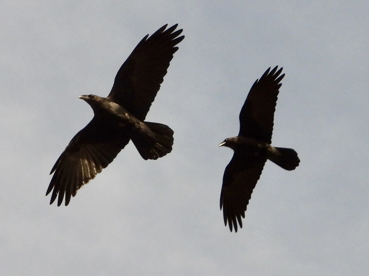 krkavec mexický - ML646120502