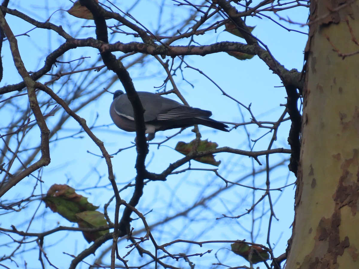 Common Wood-Pigeon - ML646120503