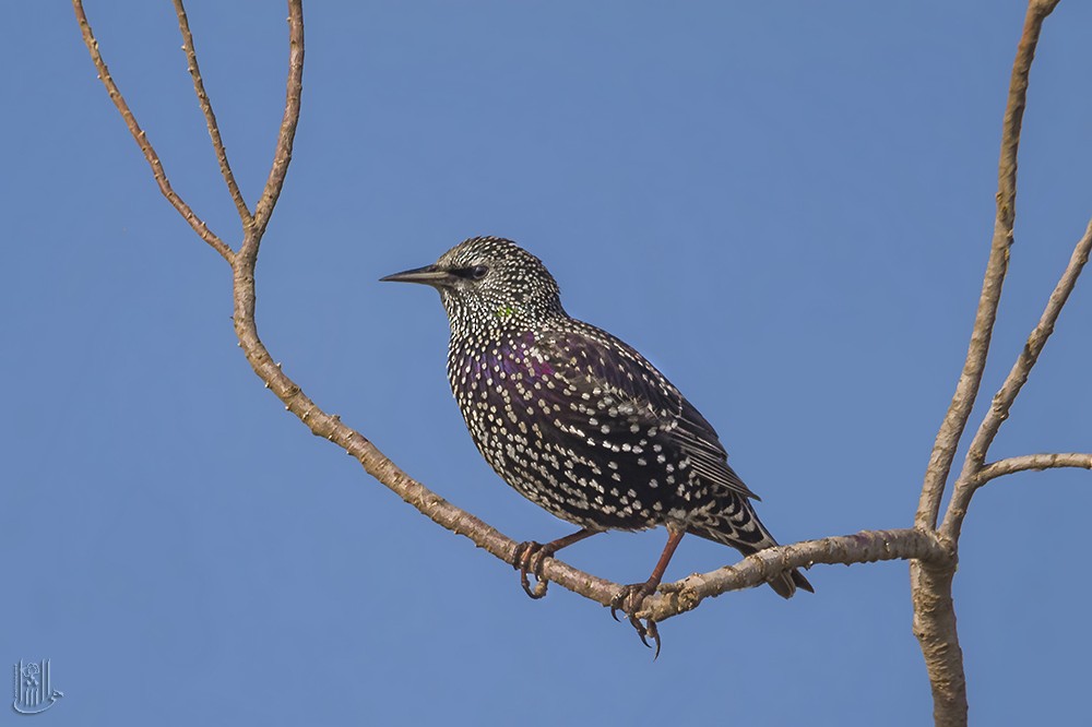European Starling - ML646120518